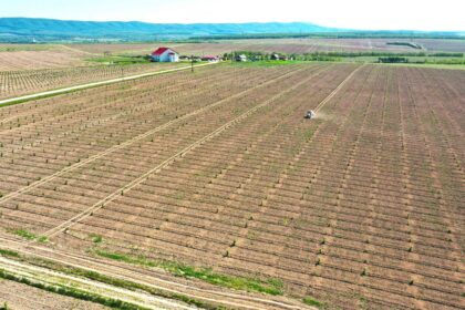 fonduri europene de 4 6 mil euro pentru modernizarea unei plantatii de aluni din romania 683d53054b226