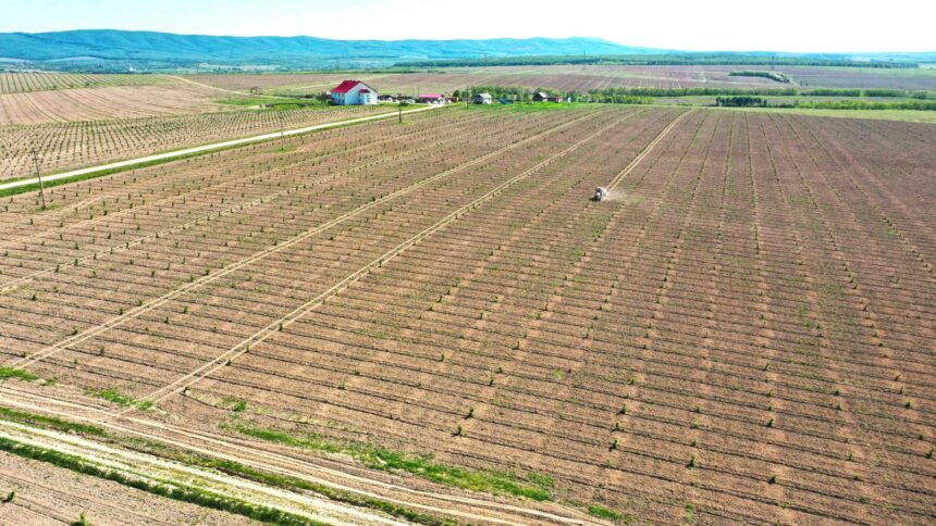 fonduri europene de 4 6 mil euro pentru modernizarea unei plantatii de aluni din romania 683d53054b226