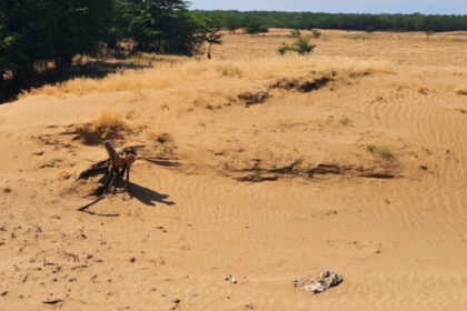 foto diana buzoianu 100 000 de ha din romania s au transformat in desert sau urmeaza sa se desertifice solutiile pentru impadurire 6874202336630