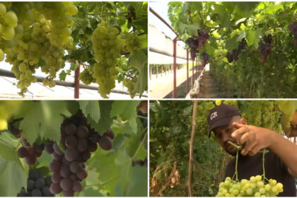 video primii struguri romanesti din acest an gata de cules cum arata si cat costa strugurii de sera crescuti printre rosii si castraveti 687e1af43fec5