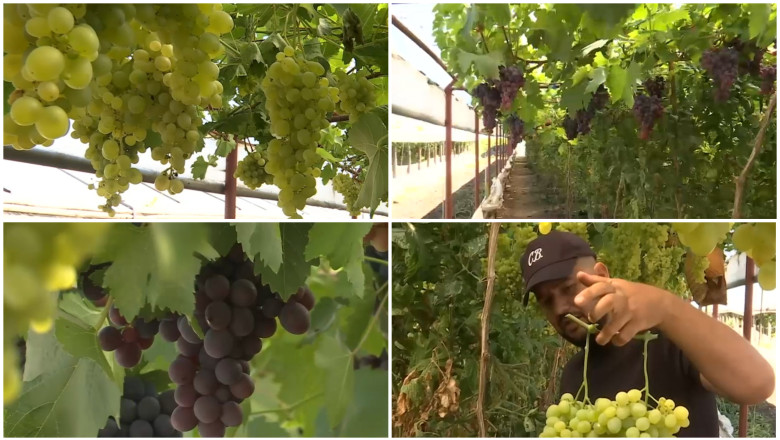 video primii struguri romanesti din acest an gata de cules cum arata si cat costa strugurii de sera crescuti printre rosii si castraveti 687e1af43fec5
