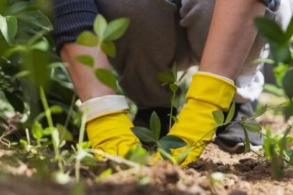 finantare totala de 150 000 de euro disponibila pentru bucurestenii care vor sa rezolve probleme de mediu in cartierul lor prin a treia editie in zona ta 699c684c82c15