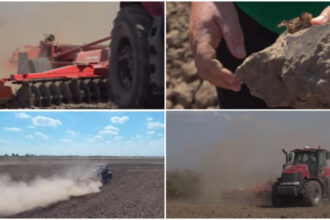 video nori de praf si disperare cum afecteaza lipsa ploilor culturile din vestul tarii fermier in 40 de ani asa ceva nu am mai intalnit 6abe3c524ca01